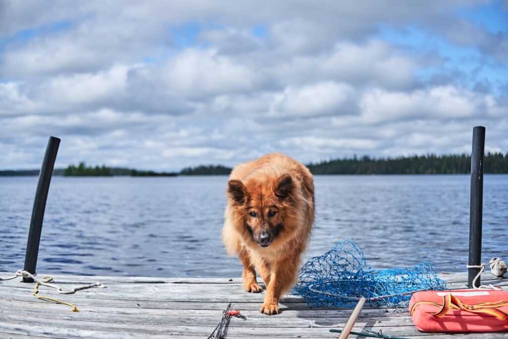 Do's and Dont's when First Time Fishing with your Pet - Gold Beach Oregon